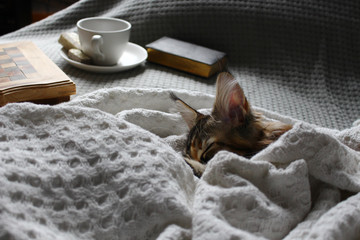 young cat sleeping on a white blanket on a sofa with a cup of coffee. Hygge concept.