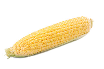 Fresh corn on cobs isolated on white