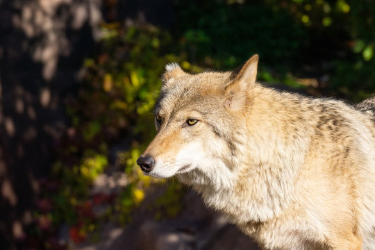 Wolf in the forest