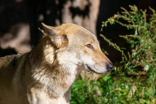 Wolf in the forest