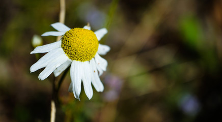 Closeup, beautiful flower