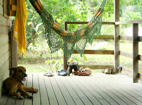 Dog Sleeping On Front Porch Under A Hammock. Bohemian Adventurous Lifestyle