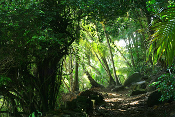 Beautiful and mystical path through coastal rainforest. Bright green canopy and coconut trees on the background.
