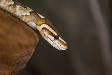 Python on a rock