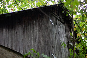 Close up of the top portion of an old wooden shacks roof peak surrounded by green leaves growing on trees