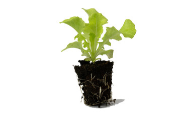 lettuce with root system isolate on white background
