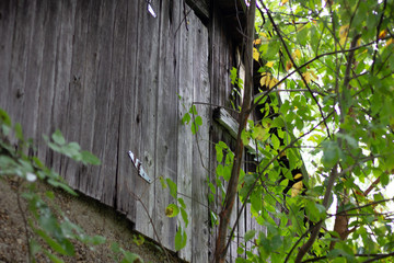 Close up of the side board of an old wooden shack surrounded by green leaves growing on trees.