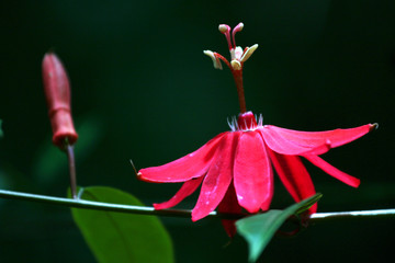 wild tropical pink flower on green defocused background