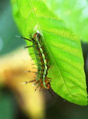 close up of a poisonous caterpillar. made in French Guiana