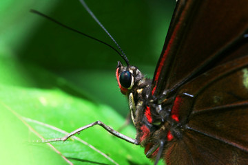Macro close up of butterfly head. Made in french Guiana