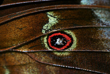 Macro close up of butterfly wing pattern and scales. Made in french Guyana / guiana