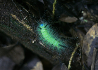 close up of a poisonous caterpillar. made in French Guiana