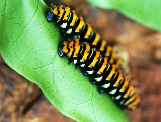 close up of a poisonous caterpillar. made in French Guiana