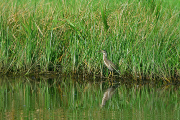 a bird in its natural habitat in French Guiana wetland on green background
