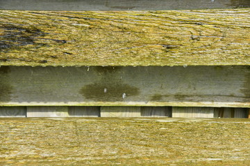 Regenwasser auf Holz