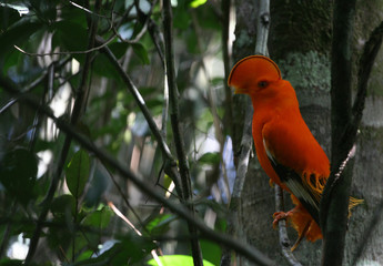 Exotic bird coq de roche orange (Rupicola rupicola)  in nature of French Guyana, mountain of Kaw on...