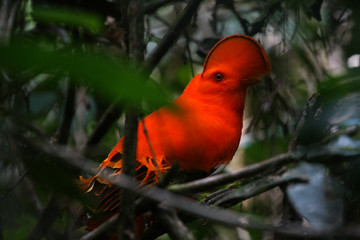 Exotic bird coq de roche orange (Rupicola rupicola)  in nature of French Guyana, mountain of Kaw on green and gray jungle background