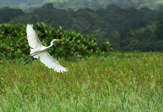a flying big white bird, Great Egret, Ardea alba, in its natural habitat in French Guiana  / guyana marsh on green background