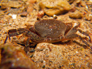 an underwater shot of a crab in french Guiana