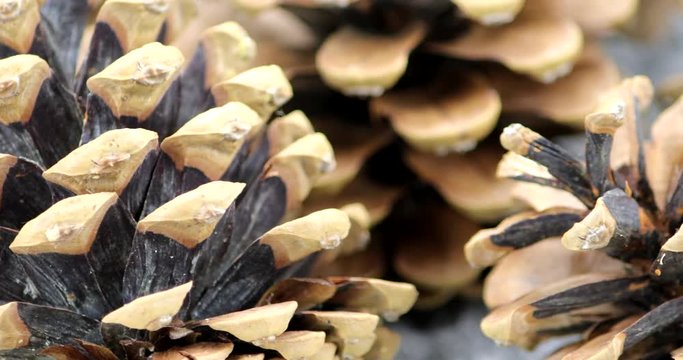 Many rotating pine cones