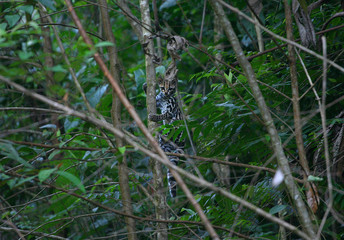 Wild Margay cat (Leopardus wiedii) in its natural habitat in french Guiana 