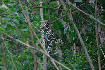 Wild Margay cat (Leopardus wiedii) in its natural habitat in french Guiana 