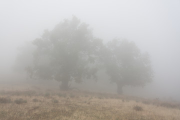 Roble bajo la niebla