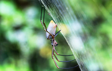 close up of a big female spider waiting on a web on green bokeh background. photographed in French Guiana