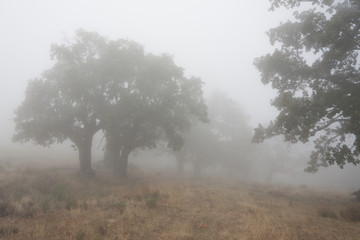Fototapeta na wymiar Robles centenarios bajo la Niebla