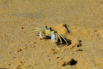 a close up of a crab on a beach digging sand