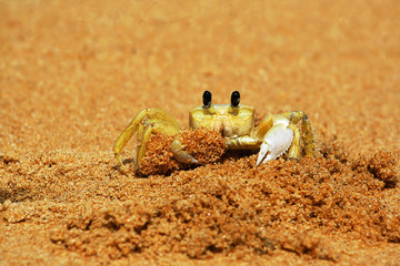 a close up of a crab on a beach digging sand