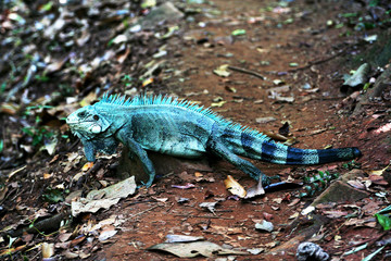 Green Iguana (Iguana Iguana) in natural habitat