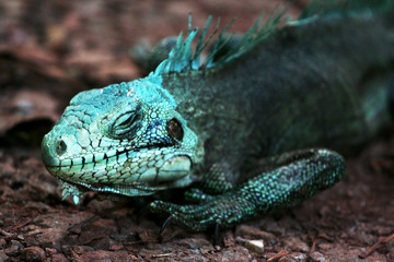 closeup of Green Iguana (Iguana Iguana) in natural habitat