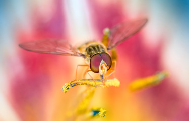 Hainschwebfliege - Episyrphus balteatus in einer Taglilien - Blüte, Hemerocallis