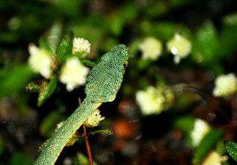 close up of poisonous green snake  Bothrops bilineatus in nature of French Guiana