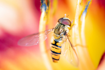 Hainschwebfliege - Episyrphus balteatus in einer Taglilien - Blüte, Hemerocallis