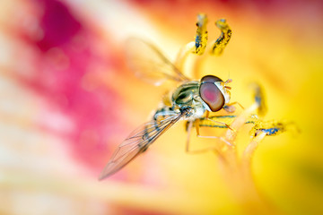 Hainschwebfliege - Episyrphus balteatus in einer Taglilien - Blüte, Hemerocallis