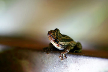 a closeup of a frog with blurred background. photographed in French Guiana
