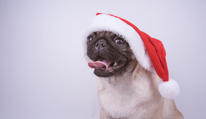 Pug puppy, dog in a hat like Santa Claus. Puppy isolated on white background. Happy Christmas and...