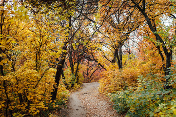 Obraz premium Beautiful romantic alley in a park with colorful trees and sunlight.