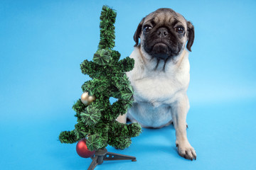 Puppy of breed a pug, in the run up to Christmas. Puppy isolated on blue background. Happy...