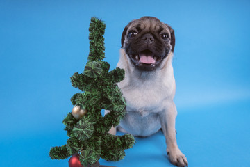 Puppy of breed a pug, in the run up to Christmas. Puppy isolated on blue background. Happy...