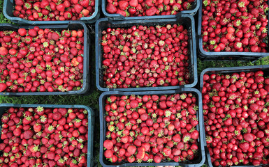 top view of boxes of picked strawberries