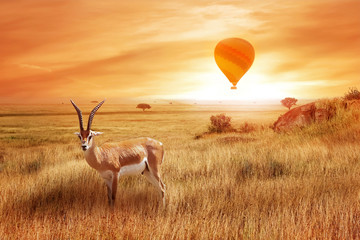 Lonely antelope (Eudorcas thomsonii) in the African savanna against a beautiful sunset with balloon. African landscape. Wild life of Africa. © delbars
