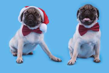 Puppy breed pug, dog in a cap like Santa Claus. Puppy isolated on blue background. Happy Christmas...