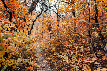 Beautiful romantic alley in a park with colorful trees and sunlight.