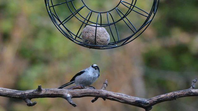 Schwanzmeisen am Futterring