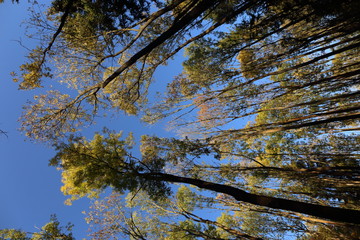 Autumn golden leaves in sunlight