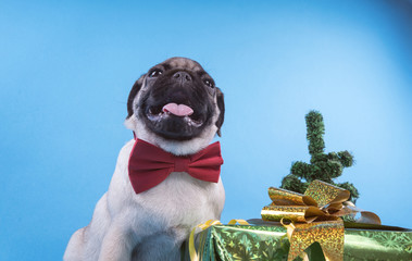 Puppy of breed a pug, in the run up to Christmas. Puppy isolated on blue background. Happy...