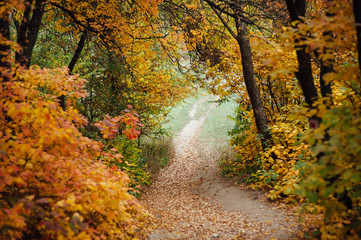 Fototapeta premium Beautiful romantic alley in a park with colorful trees and sunlight.